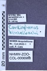 Etiketten zu Cardiophorus kinzelbachi (Chassain, 1979) (NHMW-ZOO-COL-0006988)